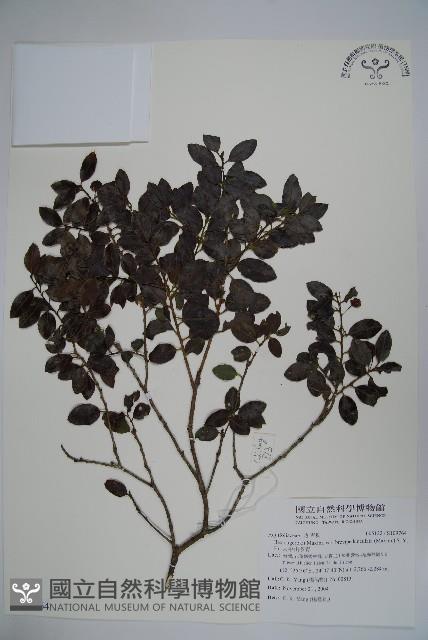 太平山冬青藏品圖，第1張