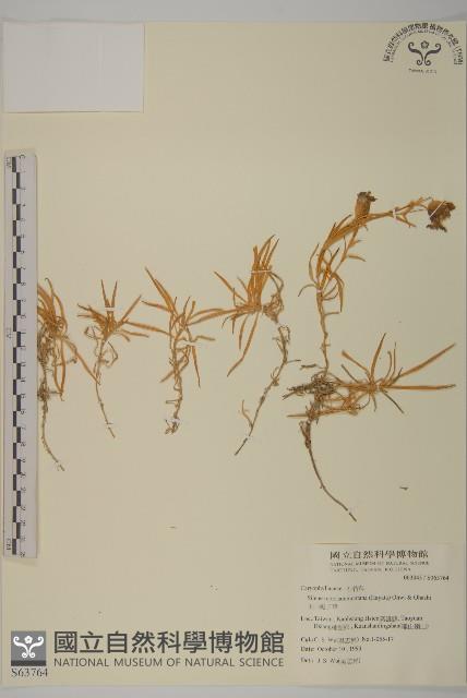 玉山蠅子草藏品圖，第1張