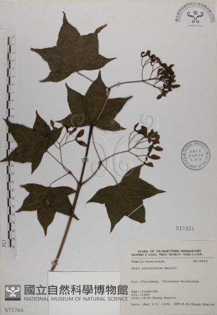 青楓藏品圖，第1張