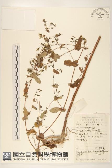 苦實菜藏品圖，第1張