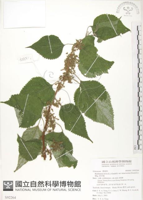 青苧麻藏品圖，第1張