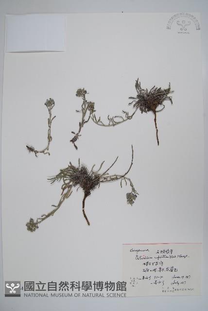 齒緣草藏品圖，第1張