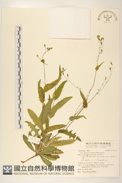 兔仔菜藏品圖，第1張