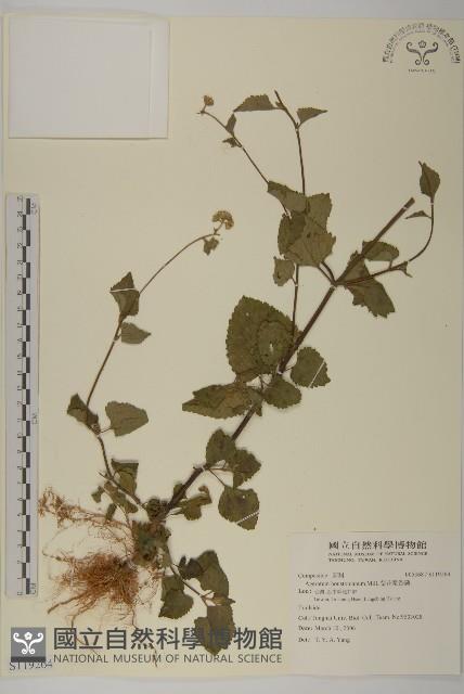 紫花霍香薊藏品圖，第1張