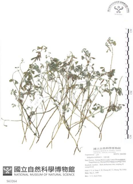 三葉木藍藏品圖，第1張