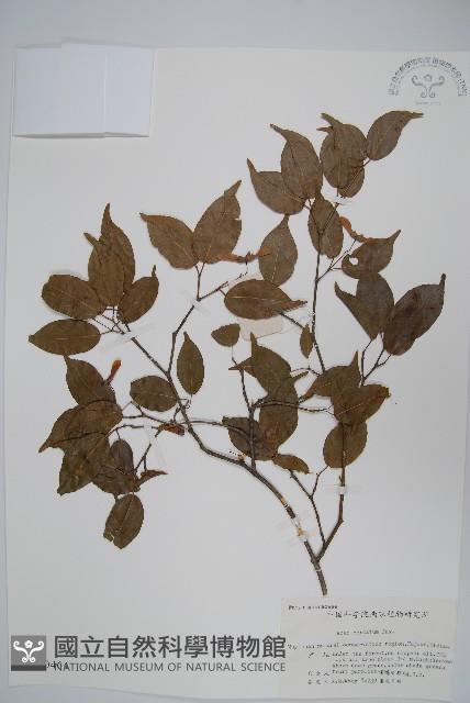 紫槭藏品圖，第1張