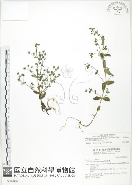 大籽當藥、巒大當藥藏品圖，第1張