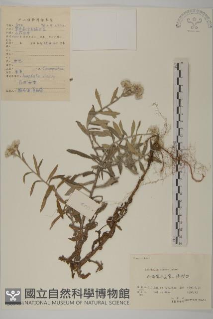 香青藏品圖，第1張