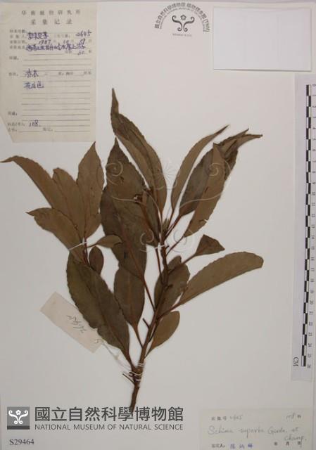 木荷藏品圖，第1張