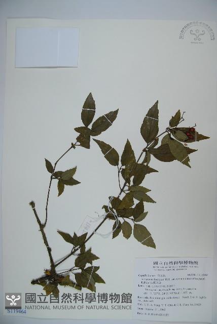 狹葉莢迷藏品圖，第1張