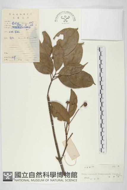 Accession Number:S039464 Collection Image, Figure 1, Total 3 Figures