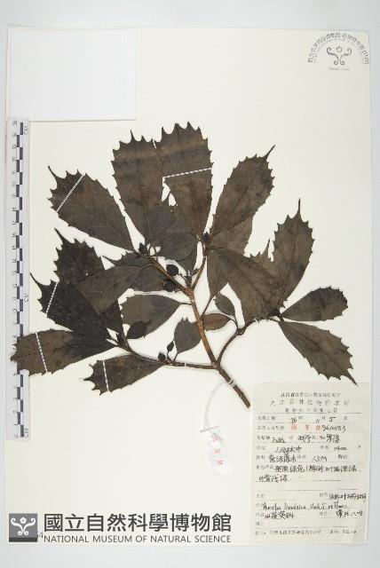 Accession Number:S052164 Collection Image, Figure 1, Total 2 Figures