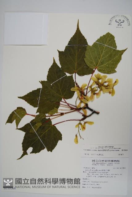 臺灣紅榨槭藏品圖，第1張