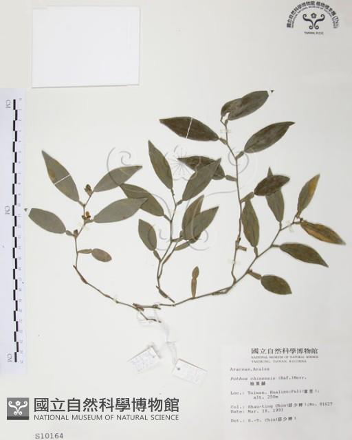 柚葉藤藏品圖，第1張