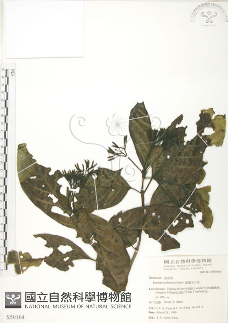 錫蘭玉心花藏品圖，第1張