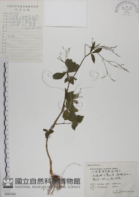 鴨兒芹藏品圖，第1張