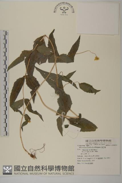 異芒菊藏品圖，第1張