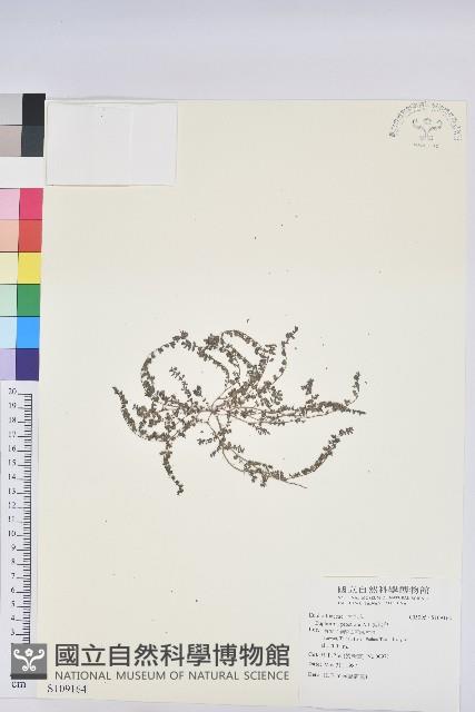 伏生大戢藏品圖，第1張