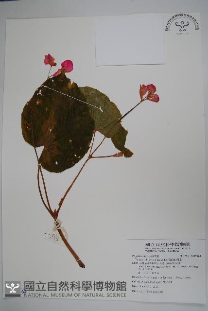 溪頭秋海棠藏品圖，第1張