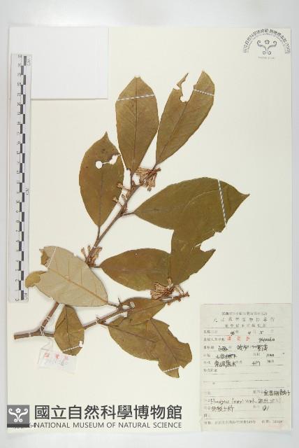 宜昌胡頹子藏品圖，第1張