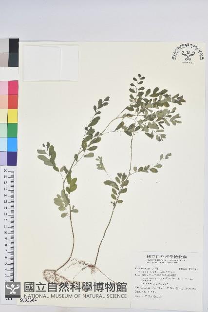 五蕊油柑藏品圖，第1張