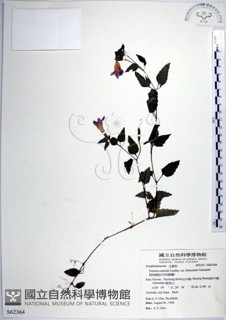 倒地蜈蚣、四角銅鑼藏品圖，第1張