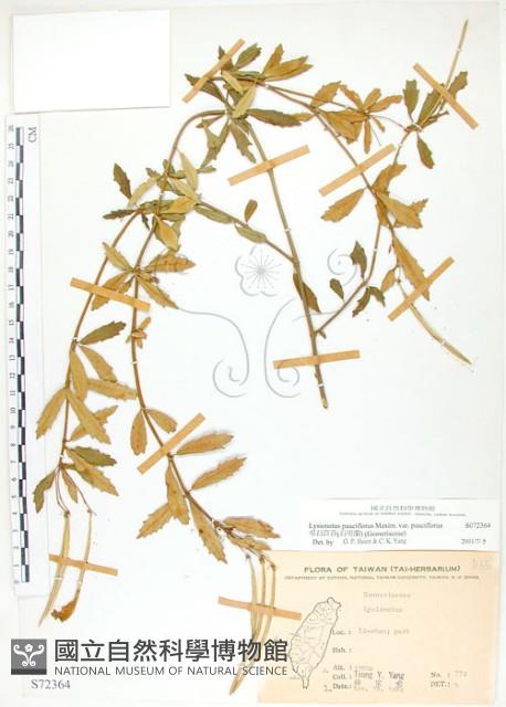 石吊蘭、吊石苣苔藏品圖，第1張