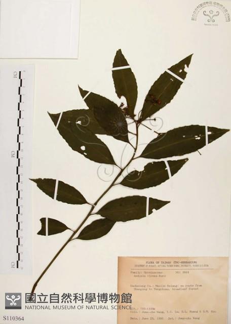 黑星紫金牛藏品圖，第1張