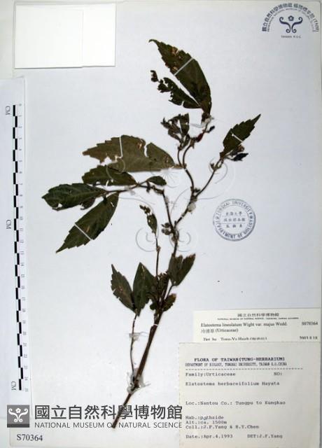 冷清草藏品圖，第1張