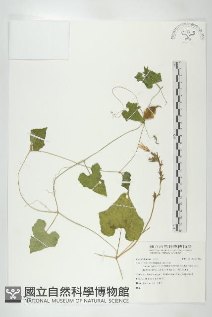 登錄號:S131364藏品圖，第1張