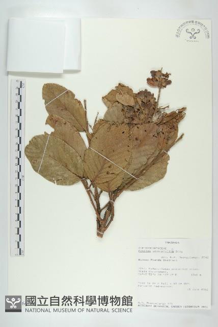 登錄號:S094364藏品圖，第1張