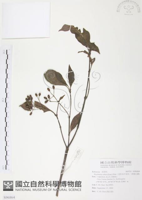 九節木、牛屎烏、青龍吐霧藏品圖，第1張