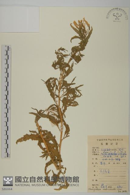 臭杏、土荊芥藏品圖，第1張