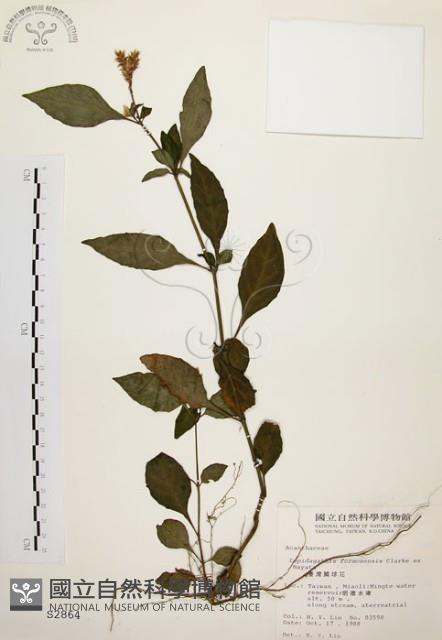 臺灣鱗球花藏品圖，第1張