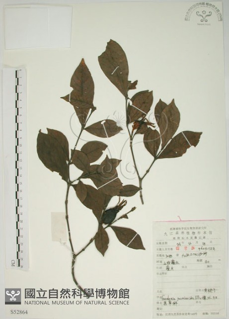 山黃梔藏品圖，第1張