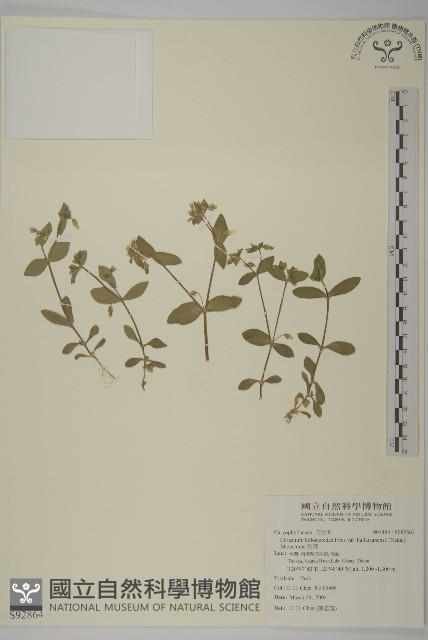 卷耳藏品圖，第1張