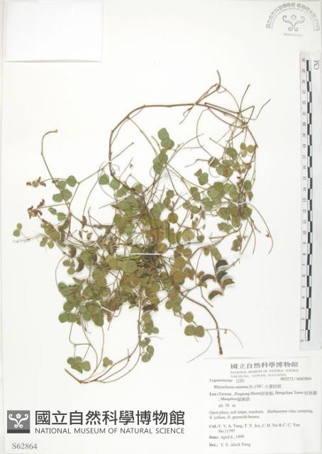 小葉括根藏品圖，第1張