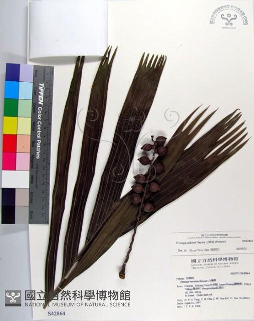 蘭嶼山檳榔、山檳榔藏品圖，第1張