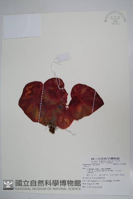 登錄號:S082864藏品圖，第1張