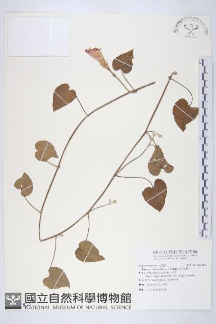 銳葉牽牛藏品圖，第1張