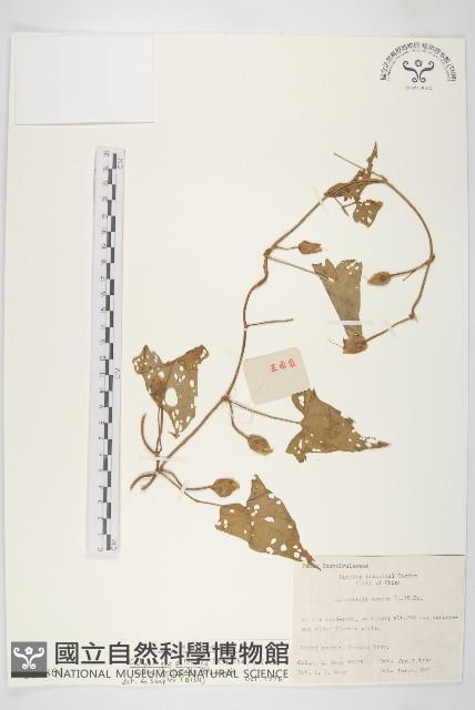 登錄號:S020864藏品圖，第1張