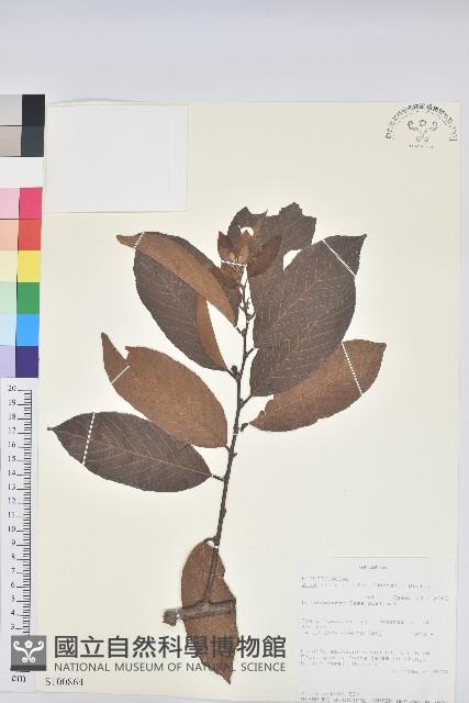 登錄號:S100864藏品圖，第1張