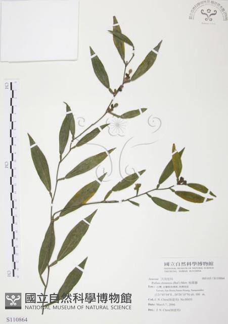 柚葉藤藏品圖，第1張