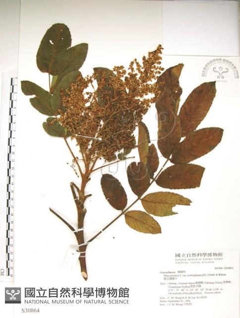 羅氏鹽膚木藏品圖，第1張