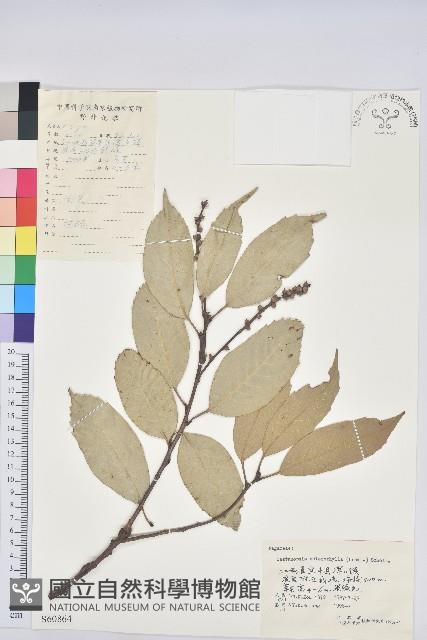 苦櫧栲藏品圖，第1張