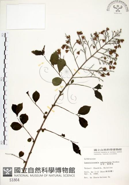 九芎藏品圖，第1張