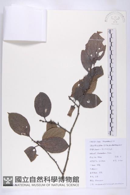 油柿藏品圖，第1張