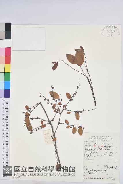 青灰葉下珠藏品圖，第1張