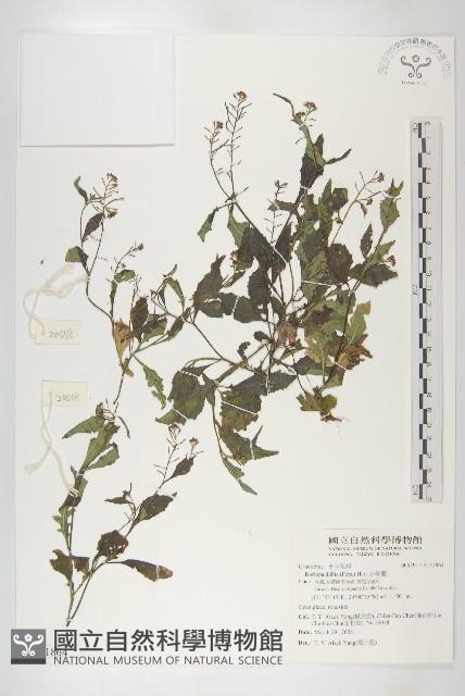 小葶藶藏品圖，第1張