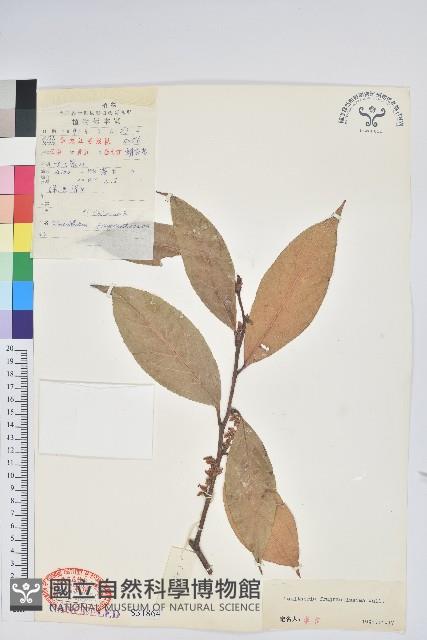 芳香白珠藏品圖，第1張